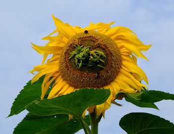 Close-up of sunflower against sky