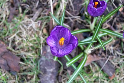 High angle view of purple crocus flowers on field