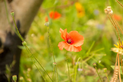 Close-up of orange poppy