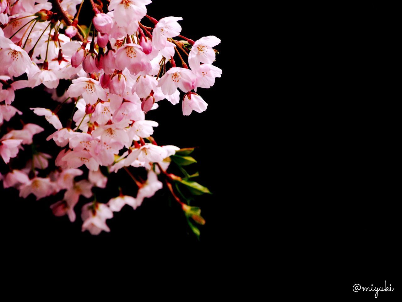 PINK FLOWERS ON TREE