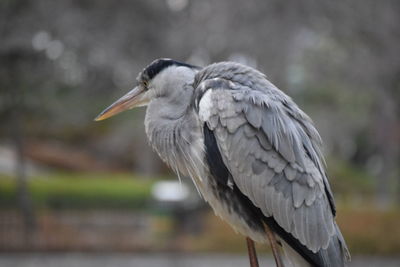 Close-up of gray heron perching