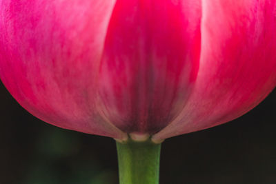 Close-up of pink tulip