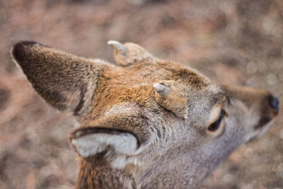 Close-up of a lion