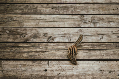 High angle view of insect on wooden plank