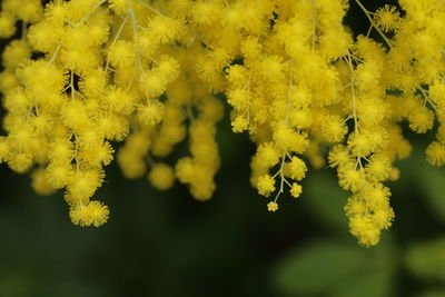 Close-up of yellow flowering plant