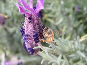 Close-up of bee pollinating on flower