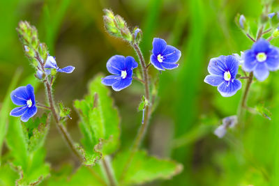 Close-up of purple flowering plants