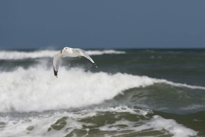 Seagull flying over sea against sky
