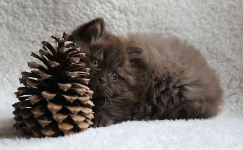 Close-up of british longhair kitten with pine cone on bed