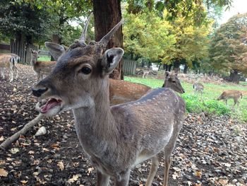 Deer in a field