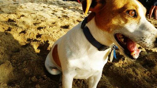 Close-up of dog yawning