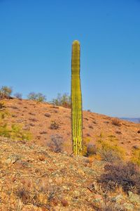 Cactus saguaro carnegiea gigantea, south mountain park preserve, pima canyon, phoenix arizona desert