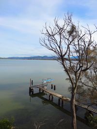 Reflection of bare trees in sea