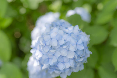 Close-up of blue hydrangea flowers