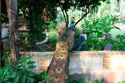 Birds perching on a tree