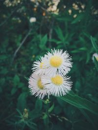 Close-up of white daisy flowers