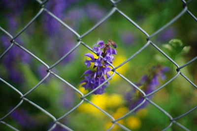 Close-up of purple flowering plants seen through chainlink fence