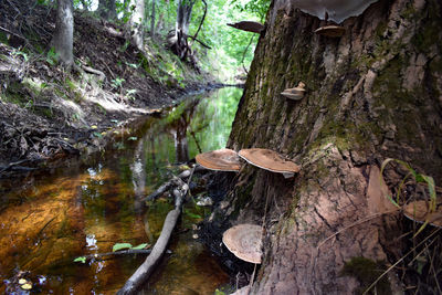 Mushrooms growing on tree trunk in forest