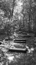 Bench in forest