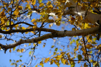 Low angle view of tree against sky