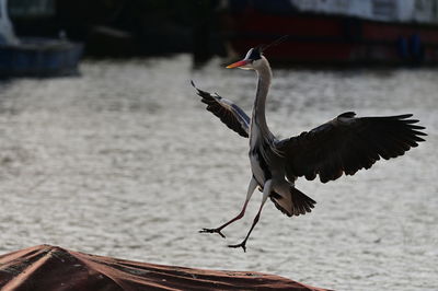 Close-up of bird flying over lake