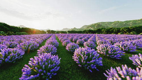 Purple flowering plants on field against sky