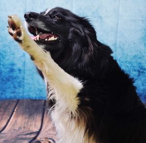 Close-up of dog sitting