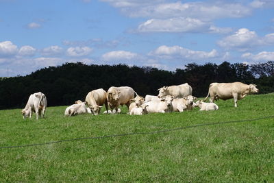 Horses in a field