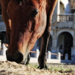 Close-up of horse in mouth