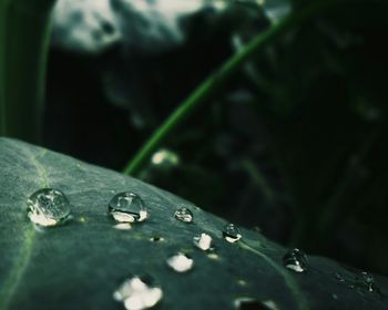 Close-up of raindrops on leaves