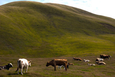 Cows grazing in a field