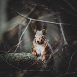 Rodent sitting on branch