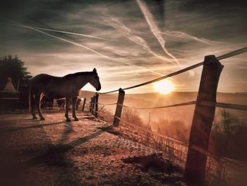 Silhouette horse in ranch against sky during sunset