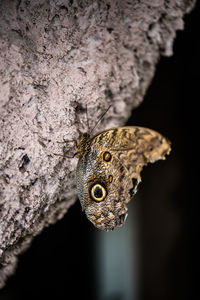 Close-up of butterfly