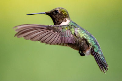 Close-up of bird flying