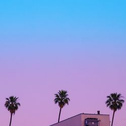 Low angle view of palm trees against clear sky