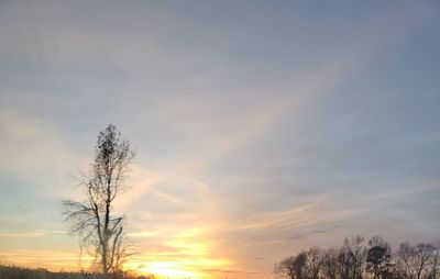 Low angle view of silhouette trees against sky during sunset