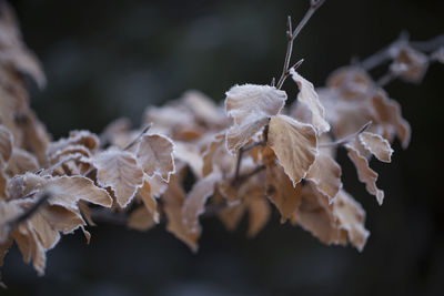 Close-up of leaves