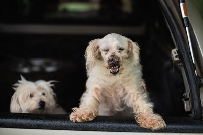 Close-up of dogs in car trunk
