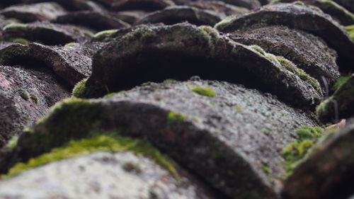 Close-up of moss on rock