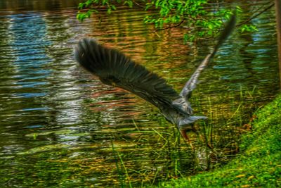 Bird flying over lake