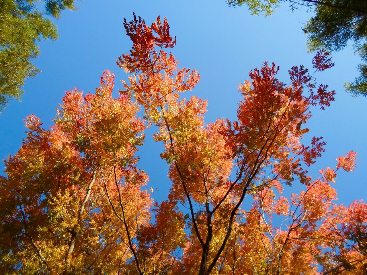 tree, low angle view, clear sky, autumn, change, growth, branch, blue, beauty in nature, season, nature, tranquility, orange color, scenics, sunlight, day, sky, outdoors, no people, tranquil scene