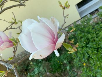 Close-up of white pink flower