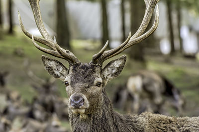 Close-up of deer