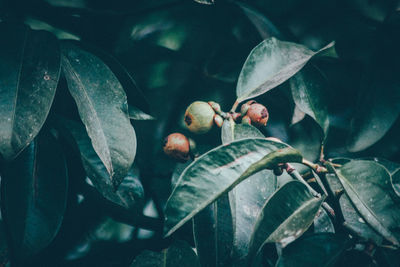 High angle view of plant growing on tree