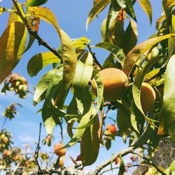 Low angle view of fruits on tree