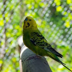 Close-up of parrot perching on tree