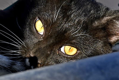 Close-up portrait of black cat