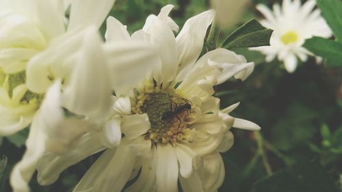 Close-up of white flowers blooming outdoors