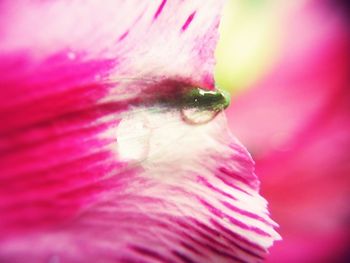 Close-up of pink flower